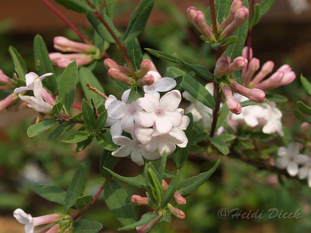 Lonicera syringantha1.JPG